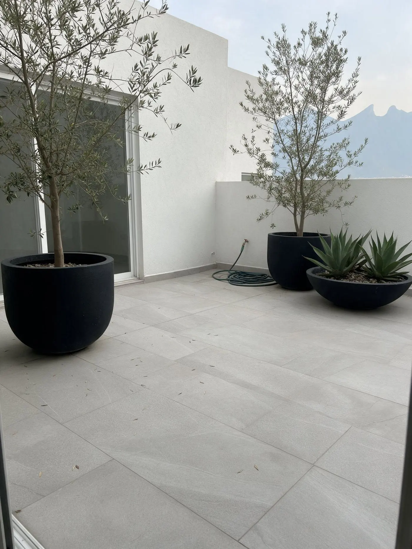 Terraza de una casa en Monterrey con macetas negras, olivos y agaves